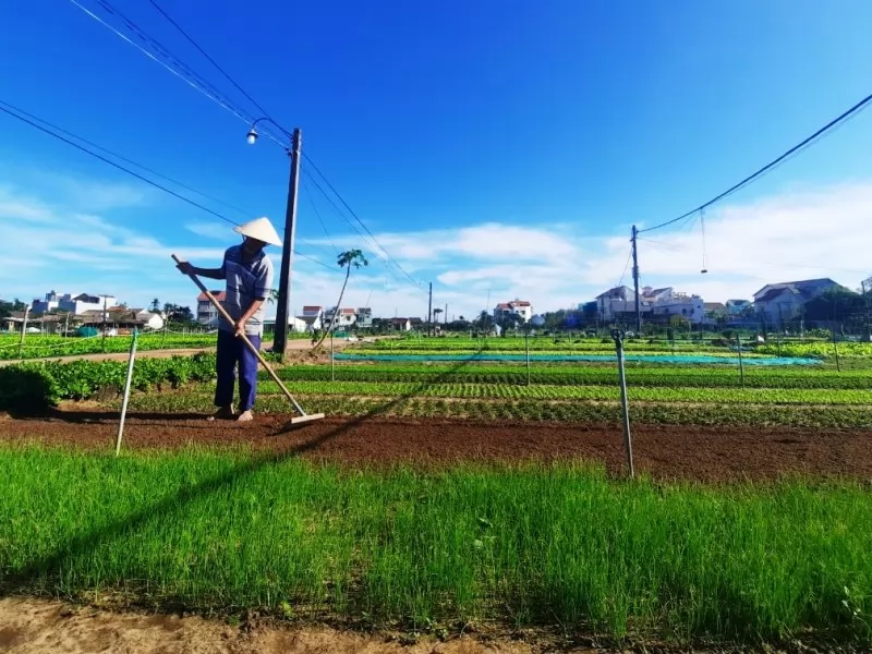 Ruộng rau xanh mát bao quanh làng quê Trà Quế yên bình