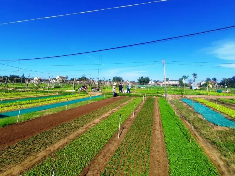 Tấm thảm thiên nhiên tại làng rau Trà Quế